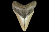 Fossil Megalodon Tooth - North Carolina #109872-1